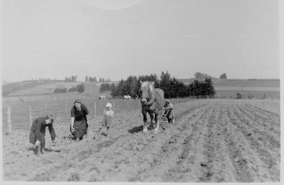 Plantation de pommes de terre, famille Laurent, années 50