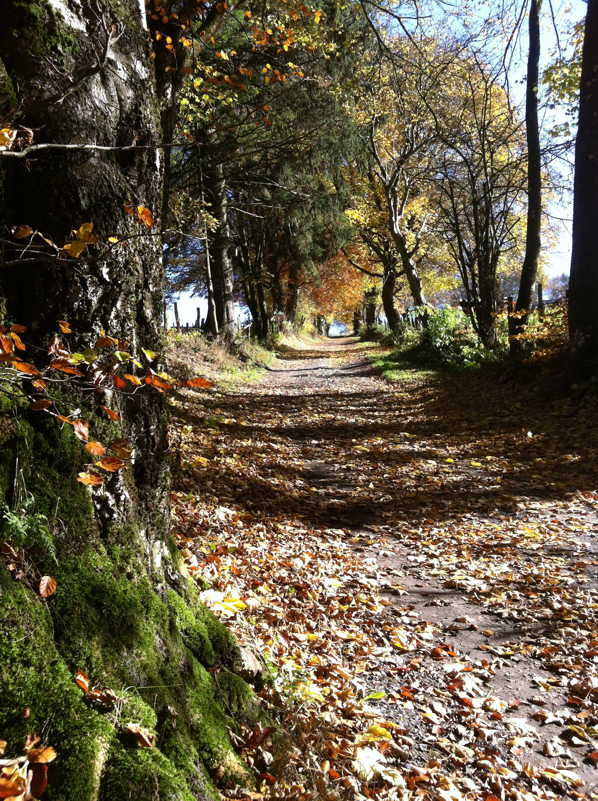 Chemin d'automne à Regné